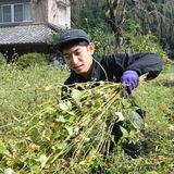 出流そばＰＲ　収穫作業に汗　種まきからそば打ちまでSNS発信