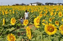 野木でヒマワリ一面に