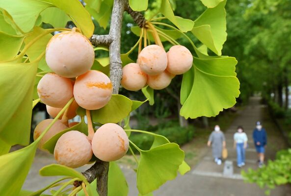 黄色く色づき秋の装いを見せるギンナン＝15日午後０時５分、宇都宮市元今泉５丁目