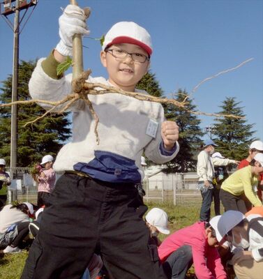 卒業証書の素になるトロロアオイを収穫したあそ野学園の児童たち
