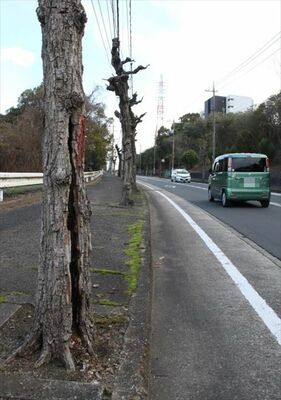 幹の腐食が進み、赤い印が付いた街路樹（画像の一部を修整しています）