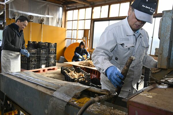 キャッサバの泥を落とす白相社長（右）＝那珂川町小川