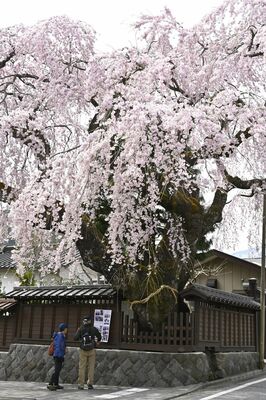 満開となった高田家のシダレザクラ