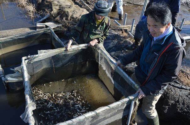 養殖池から水揚げされたキンブナ
