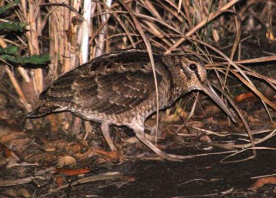 　アマミヤマシギ（環境省提供）