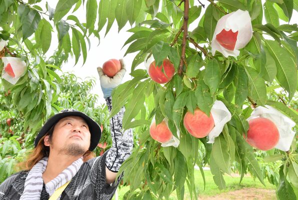 収穫期を迎え、たわわに実ったモモ＝27日午後11時30分、佐野市下羽田町
