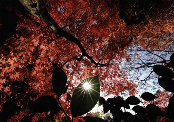 「秋景」安納芳男（宇都宮）