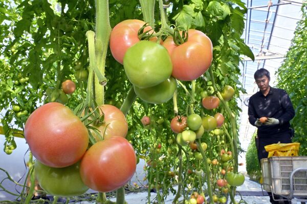 赤く色づいたトマト＝12日午前９時30分、足利市小曽根町