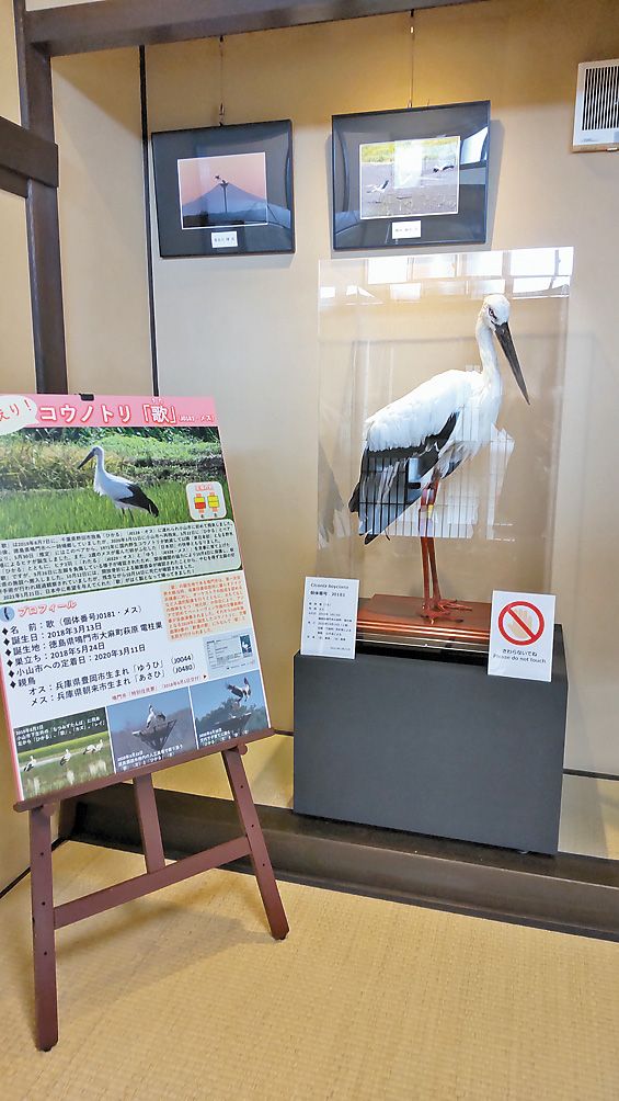 2羽のひな誕生させた母鳥「歌」の剥製