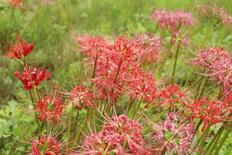 原発避難のヒガンバナ、古里に