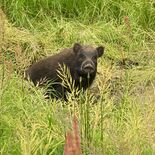 「黒い塊が見えた」 イノシシに襲われた男性(栃木)が取材応じる 犬の散…