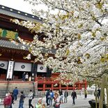 日光山輪王寺で「金剛桜」満開　今週いっぱい見頃　樹齢500年の天然記念物