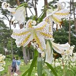 那須街道沿いでヤマユリ満開　風に揺れる大輪の優美な花