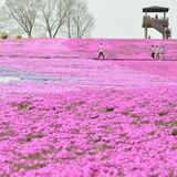 斜面彩るパッチワーク　シバザクラが早くも見頃　市貝
