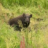 「黒い塊が見えた」　イノシシに襲われた男性（栃木）が取材応じる　犬の散歩中、右足にけが