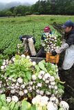 塩原かぶ、収穫最盛期