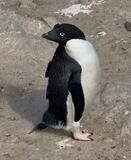 アデリーペンギン食事、鮮明映像