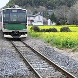 JR烏山線沿線に菜の花一面　鴻野山駅北側の田んぼ、今月まで見頃　撮影スポットにも