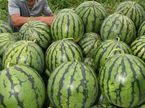 大田原で「与一西瓜」収穫期