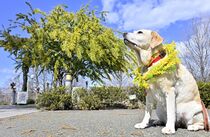 佐野でミモザ咲く