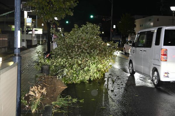 街路樹が倒れた県道＝３日午後６時40分、小山市中央町３丁目