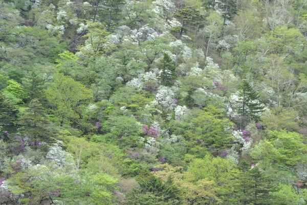 シロヤシオの白、トウゴクミツバツツジのピンクで彩られた高原山