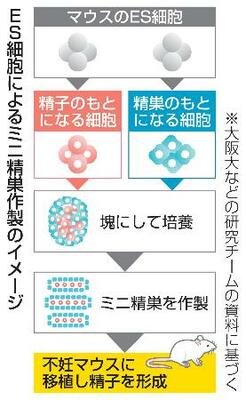 　ＥＳ細胞によるミニ精巣作製のイメージ