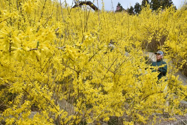 斜面を黄色く染めるレンギョウ