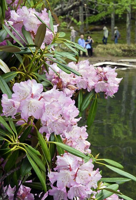 湯ノ湖畔でかれんな花を咲かせるアズマシャクナゲ＝20日午前10時40分、日光市湯元