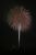 夜空を彩った花火