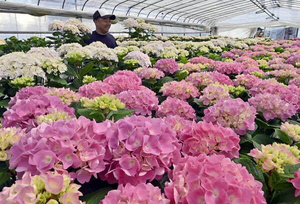 ハウスの中で出荷を待つ色鮮やかなアジサイ＝21日午後１時50分、鹿沼市油田町