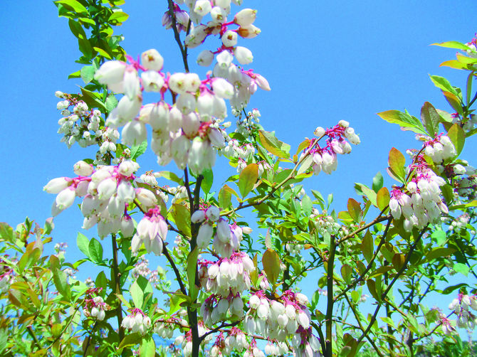 鈴なりに咲くかわいらしいブルーベリーの花。見頃は６月から