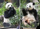 双子パンダ、上野動物園を出発