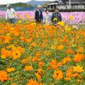 色とりどりに咲き誇る　栃木市・岩舟でコスモス見頃