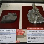 鬼怒川で発見のイルカ化石は新属新種　アジア初「重要な資料」　11月まで…
