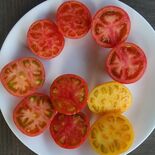 【お茶でもしながら　小説家・村崎なぎこの日常】（19）夫を看取る（全４…