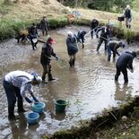ミヤコタナゴ５倍に増えた　638匹で最多　矢板・山田地区の池