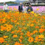 色とりどりに咲き誇る　栃木市・岩舟でコスモス見頃