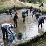 ミヤコタナゴ５倍に増えた　638匹で最多　矢板・山田地区の池