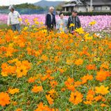 色とりどりに咲き誇る　栃木市・岩舟でコスモス見頃