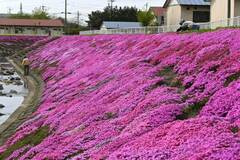 濃淡ピンク、川沿い彩る