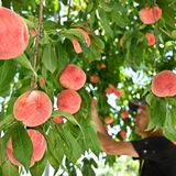 甘くて大玉　鹿沼の渡辺りんご園、モモの収穫最盛期　菊沢フルーツロードで唯一生産