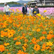 色とりどりに咲き誇る　栃木市・岩舟でコスモス見頃