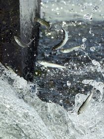 那珂川で稚アユ遡上シーズン