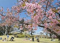 宇都宮城址公園のカワヅザクラ