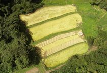 「美しい村」 小砂地区で稲刈り　那珂川