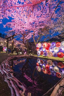 幻想的に照らし出された夜桜と和傘（過去のライトアップから）
