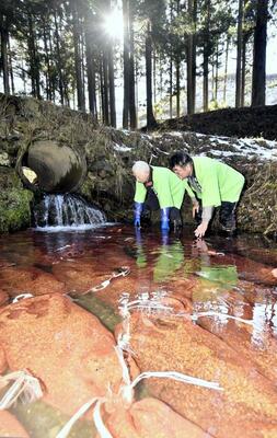 三蔵川の源流で行われた仕込み作業＝１６日午前１１時５０分、那須町