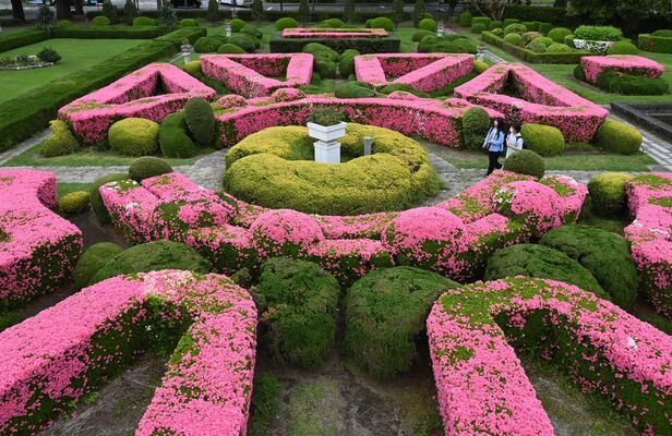 見頃を迎えたフランス式庭園のツツジ