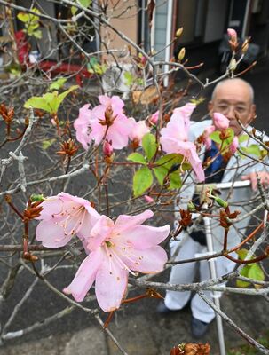 花を咲かせるアカヤシオ